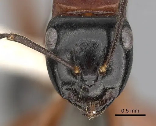 Camponotus armstrongi specimen CASENT0280214 image casent0280214_2