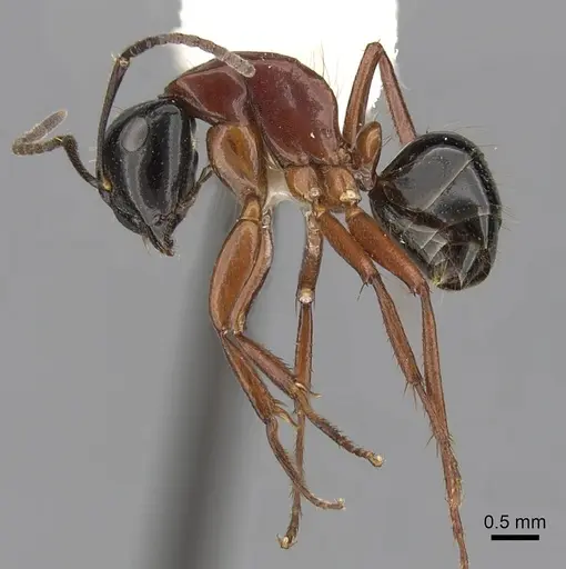 Camponotus armstrongi specimen CASENT0280214 image casent0280214_3