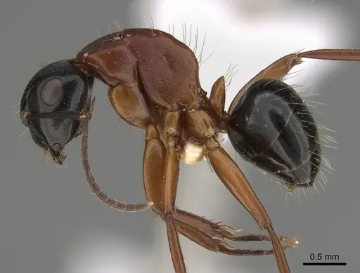 Camponotus armstrongi specimen CASENT0887698 image casent0887698_1