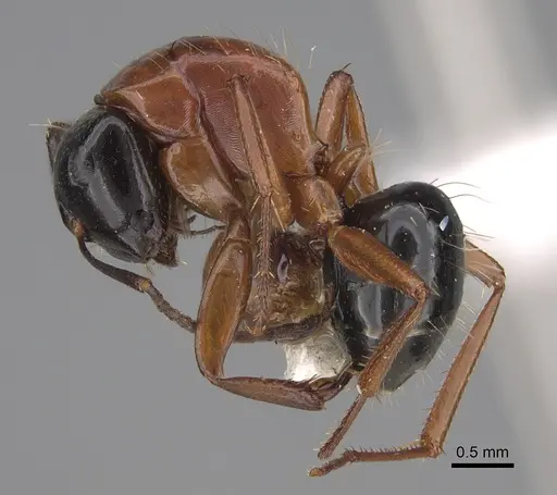 Camponotus armstrongi specimen CASENT0923516 image casent0923516_1