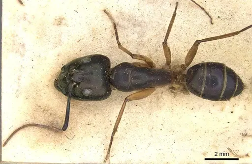 Camponotus arnoldinus specimen CASENT0906896 image casent0906896_1
