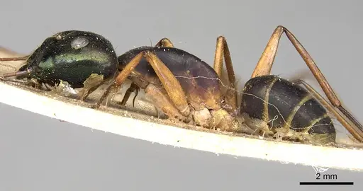 Camponotus arnoldinus specimen CASENT0906896 image casent0906896_3