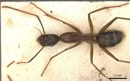 Camponotus arnoldinus specimen CASENT0906897 image casent0906897_1