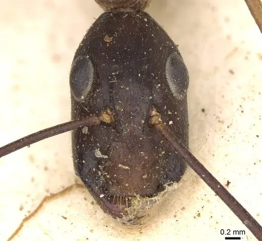 Camponotus arnoldinus specimen CASENT0906897 image casent0906897_2