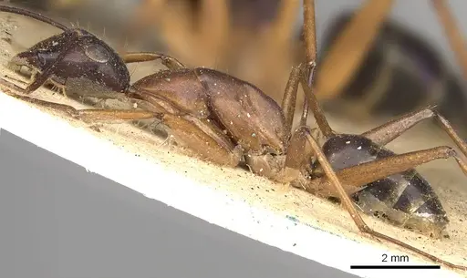Camponotus arnoldinus specimen CASENT0906897 image casent0906897_3
