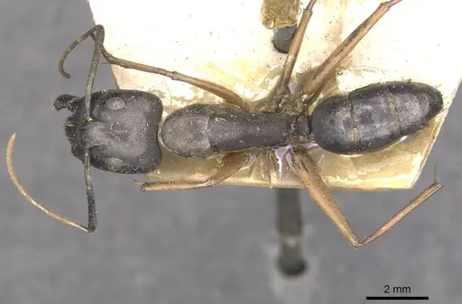 Camponotus arnoldinus specimen CASENT0910109 image casent0910109_1