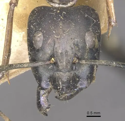 Camponotus arnoldinus specimen CASENT0910109 image casent0910109_2