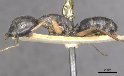 Camponotus arnoldinus specimen CASENT0910109 image casent0910109_3