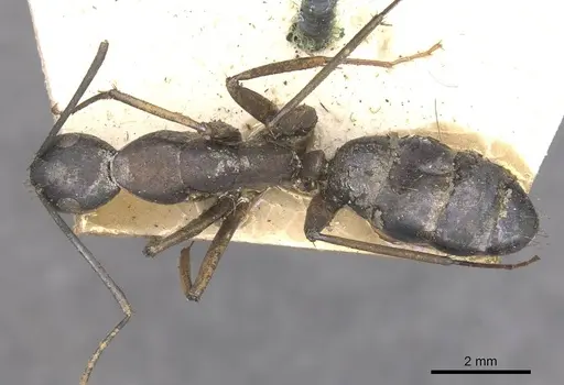 Camponotus arnoldinus specimen CASENT0910110 image casent0910110_1