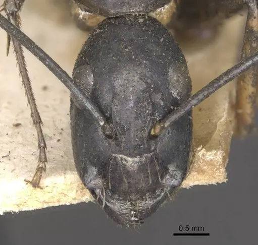 Camponotus arnoldinus specimen CASENT0910110 image casent0910110_2