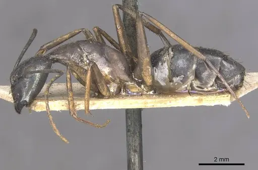 Camponotus arnoldinus specimen CASENT0910110 image casent0910110_3