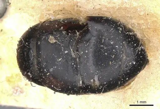 Camponotus arnoldinus specimen CASENT0911901 image casent0911901_1