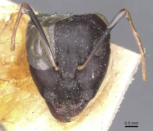 Camponotus arnoldinus specimen CASENT0911901 image casent0911901_2