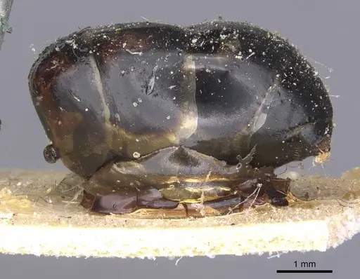 Camponotus arnoldinus specimen CASENT0911901 image casent0911901_3