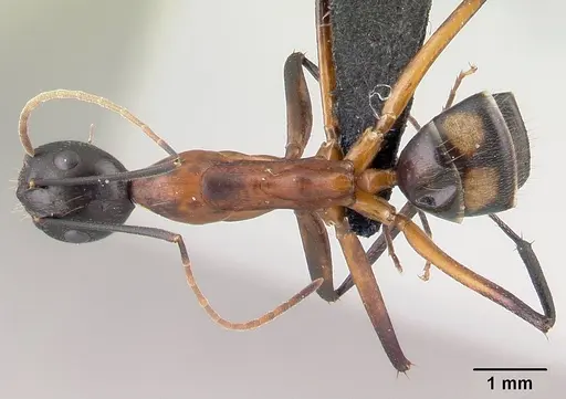 Camponotus aro specimen CASENT0489917 image casent0489917_1