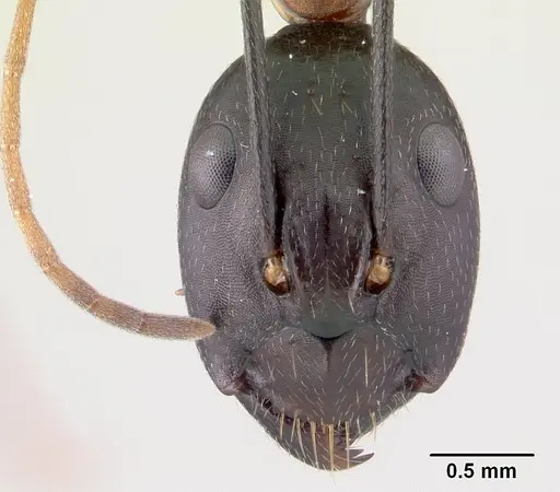 Camponotus aro specimen CASENT0489917 image casent0489917_2