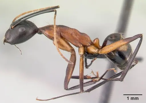 Camponotus aro specimen CASENT0489917 image casent0489917_3