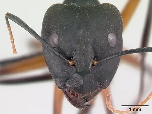 Camponotus aro specimen CASENT0489918 image casent0489918_2