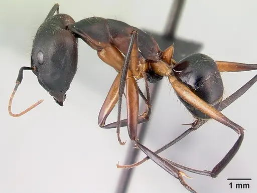 Camponotus aro specimen CASENT0489918 image casent0489918_3