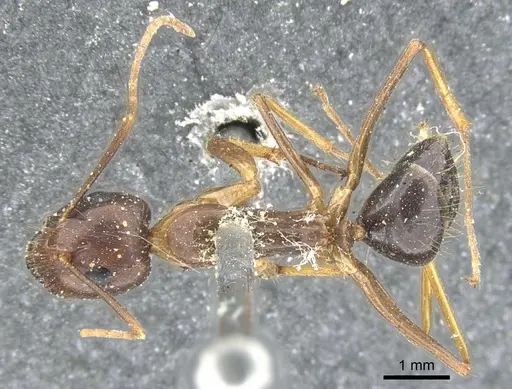 Camponotus arrogans specimen CASENT0903598 image casent0903598_1