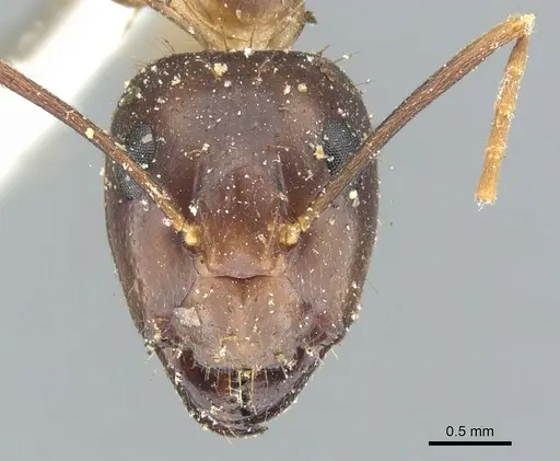 Camponotus arrogans specimen CASENT0903598 image casent0903598_2