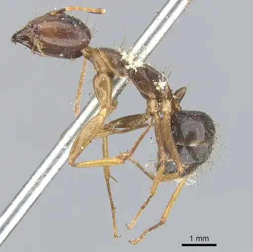 Camponotus arrogans specimen CASENT0903598 image casent0903598_3