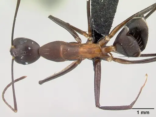Camponotus asara specimen CASENT0493252 image casent0493252_1