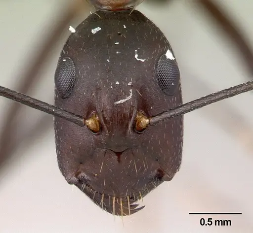 Camponotus asara specimen CASENT0493252 image casent0493252_2