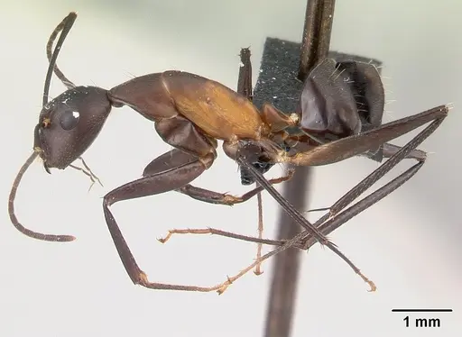 Camponotus asara specimen CASENT0493252 image casent0493252_3