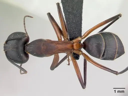 Camponotus asara specimen CASENT0493254 image casent0493254_1