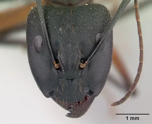 Camponotus asara specimen CASENT0493254 image casent0493254_2