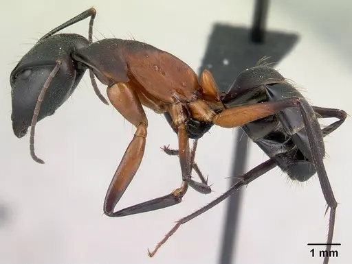 Camponotus asara specimen CASENT0493254 image casent0493254_3