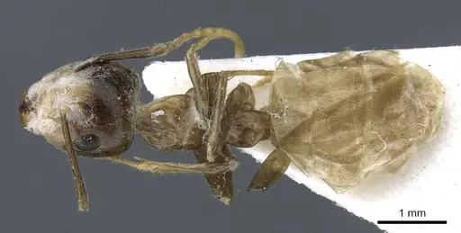 Camponotus asli specimen CASENT0905890 image casent0905890_1