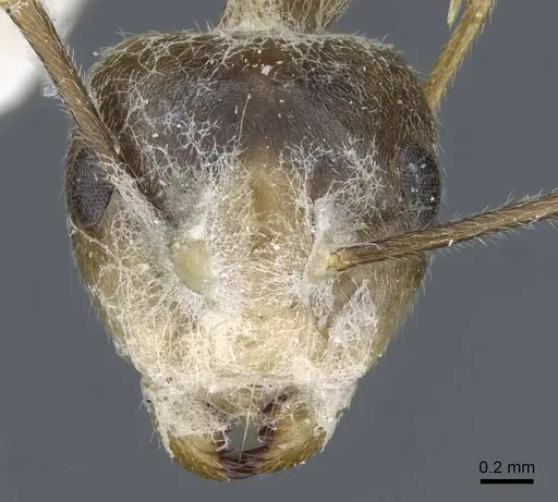 Camponotus asli specimen CASENT0905890 image casent0905890_2