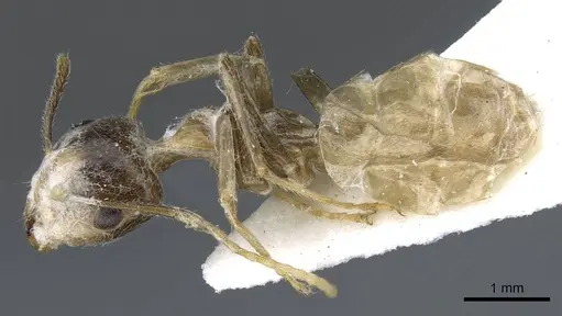 Camponotus asli specimen CASENT0905890 image casent0905890_3