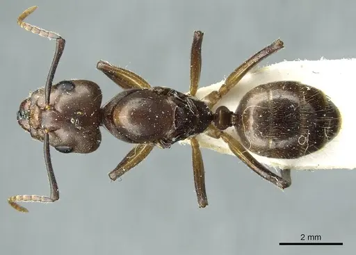 Camponotus asli specimen CASENT0911632 image casent0911632_1
