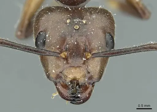 Camponotus asli specimen CASENT0911632 image casent0911632_2