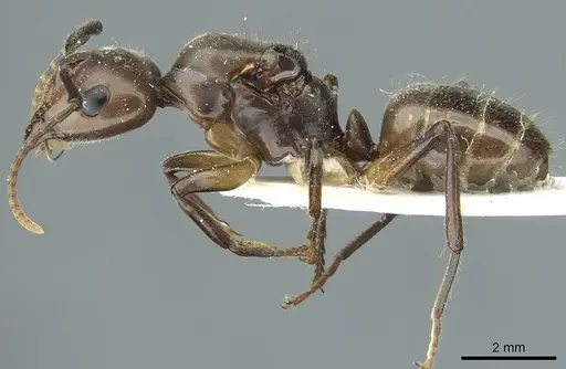 Camponotus asli specimen CASENT0911632 image casent0911632_3
