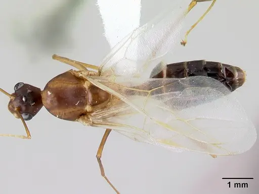 Camponotus atimo specimen CASENT0430443 image casent0430443_1