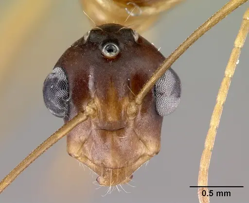 Camponotus atimo specimen CASENT0430443 image casent0430443_2