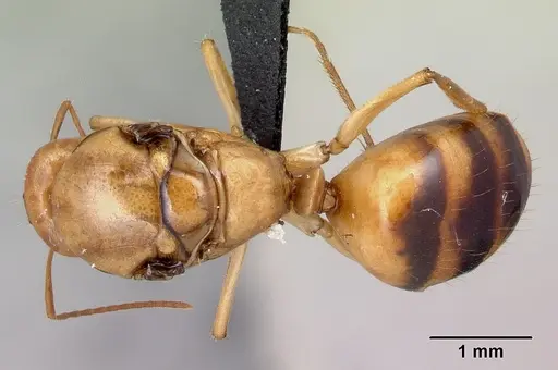 Camponotus atimo specimen CASENT0453120 image casent0453120_1