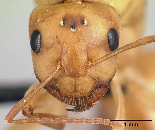 Camponotus atimo specimen CASENT0453120 image casent0453120_2
