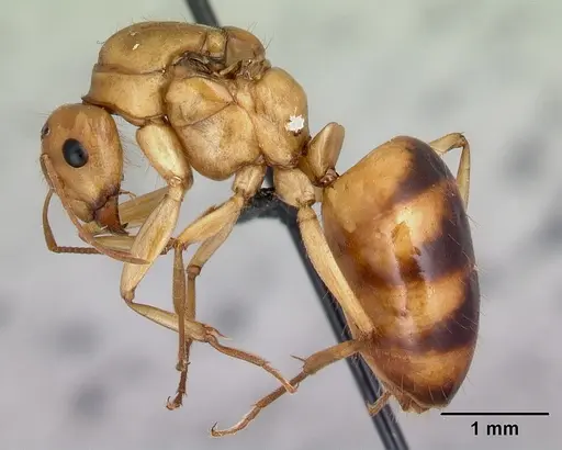 Camponotus atimo specimen CASENT0453120 image casent0453120_3