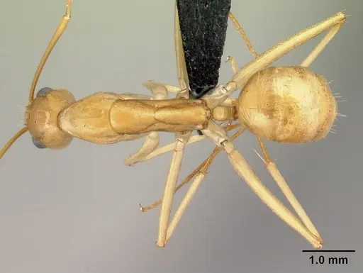 Camponotus atimo specimen CASENT0454042 image casent0454042_1