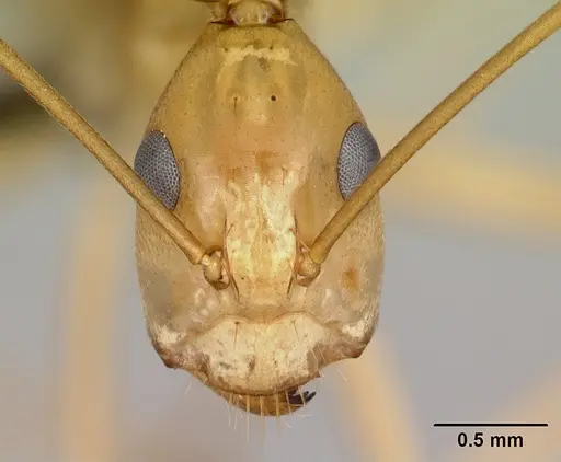 Camponotus atimo specimen CASENT0454042 image casent0454042_2