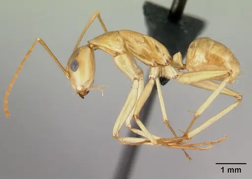 Camponotus atimo specimen CASENT0454042 image casent0454042_3