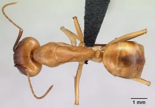 Camponotus atimo specimen CASENT0454043 image casent0454043_1