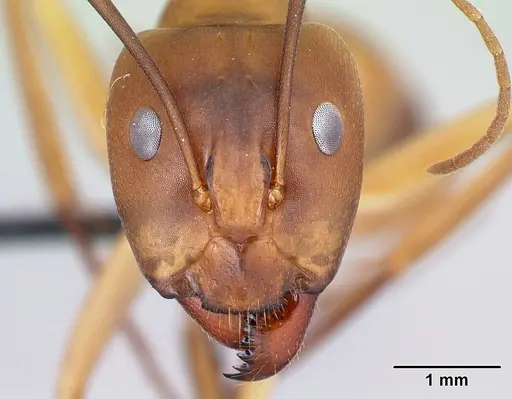 Camponotus atimo specimen CASENT0454043 image casent0454043_2