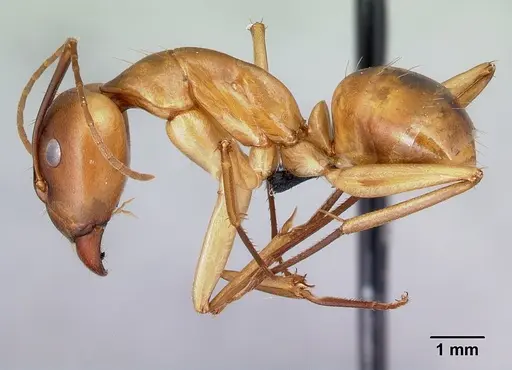 Camponotus atimo specimen CASENT0454043 image casent0454043_3