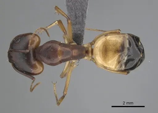 Camponotus atlantis specimen CASENT0249810 image casent0249810_1